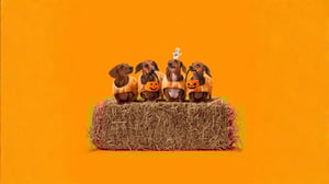 Case Study: Pillsbury™ Limited-Edition Crescent Mummy Dog Costume