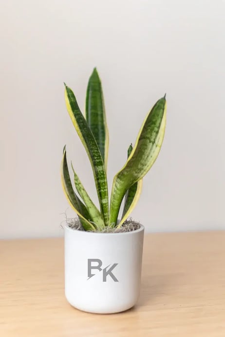 desk plant